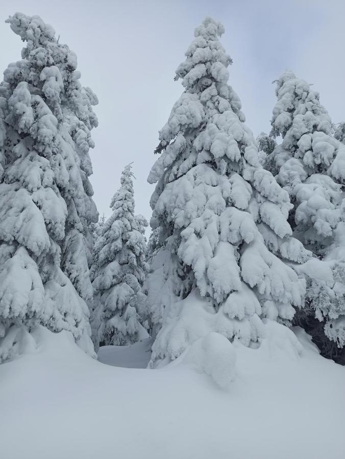 Apartamento Walpurgis Hexe Braunlage Exterior foto